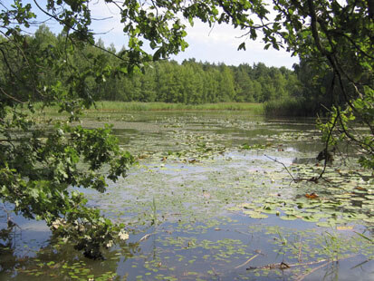 Erlichtteich mit ausgedehnten Schwimmblattdecken (Foto: Büchner & Scholz, Archiv Naturschutz LfULG)