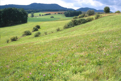 Südostexponierter Hangbereich mit artenreichen Frischwiesen-Ausbildungen (Foto: Büro Schütze und Partner, Archiv Naturschutz LfULG)