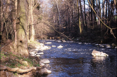 Reich strukturiertes Gewässerbett der Mandau im Roschertal (Foto: Büro Schütze und Partner, Archiv Naturschutz LfULG)