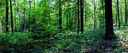 Buchen-Mischwald am Hengstberg (Foto: W. Riether, Archiv Naturschutz LfULG)