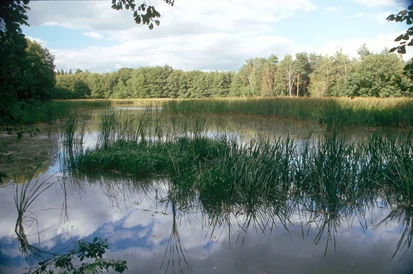 Großer Marschenteich (Foto: F. Förster, Archiv Naturschutz LfULG)