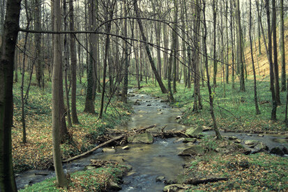 Kotitzer Wasser in Lausker Enge bei Lauske (Foto: A. Schütze, Archiv Naturschutz LfLUG)