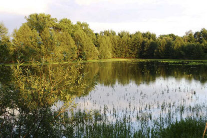 Blick in den Thomasteich mit seinem dichten Bewuchs (Foto: Plan T, Archiv Naturschutz LfULG)