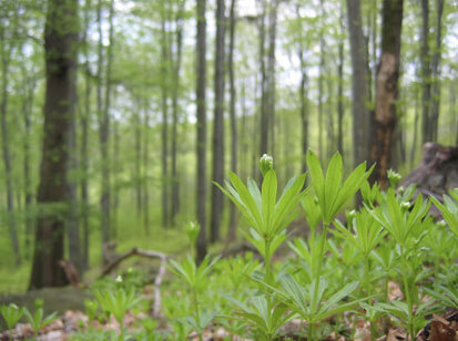 Waldmeister-Buchenwald am Czorneboh-Nordhang, Frühjahrsaspekt mit Galium odoratum (Foto: Büchner & Scholz, Archiv Naturschutz LfULG)