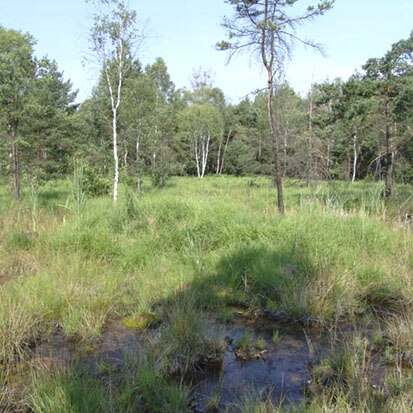 Übergangsmoor und Moorwald im südlichsten Bereich des FFH-Gebietes (Foto: F. Ueberfuhr, Archiv Naturschutz LfULG) 