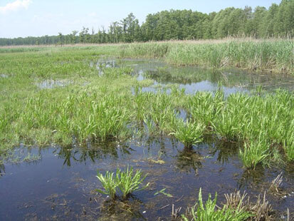 Pflegebedingt offene Wasserflächen, reiche Submers- und Schwimmblatt-vegetation und Röhricht bieten der Rotbauchunke ideale Habitatbedingungen (Foto: F. Meyer, Archiv Naturschutz LfULG)