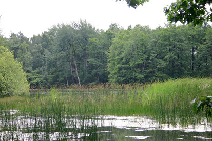 Lugteich (Foto: O. Harig, Archiv Naturschutz LfULG)