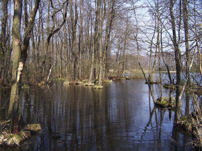 Teichgruppen Cosel-Zeisholz (Foto: lutra, Archiv Naturschutz LfULG)