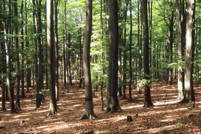 150jähriges Buchen-Altholz am Spießberg – Hallenbestand mit geringem Anteil Mischbaumarten (Foto: Büro Schütze und Partner, Archiv Naturschutz LfULG)