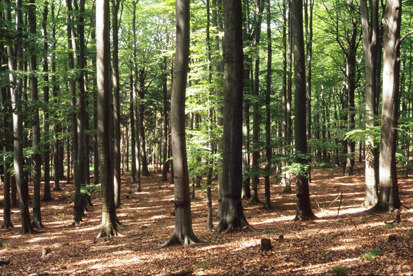 150jähriges Buchen-Altholz am Spießberg – Hallenbestand mit geringem Anteil Mischbaumarten (Foto: Büro Schütze und Partner, Archiv Naturschutz LfULG)