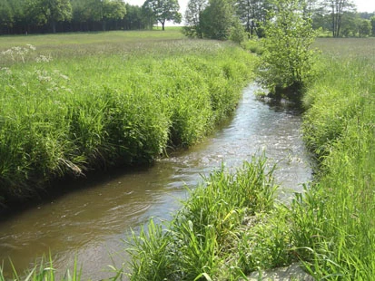 Kleine Röder nördlich des Moritzgeheges (Foto: F. Meyer, Archiv Naturschutz LfULG)