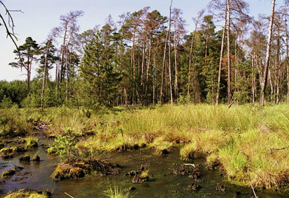 Moorgebiet Großdittmannsdorf (Foto: SLS GmbH, Archiv Naturschutz LfULG)