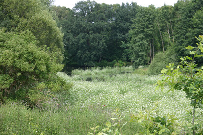 Hopfenbachtal (Foto: O. Harig, Archiv Naturschutz LfULG)
