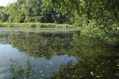 Schösserteich im Moritzburger Teichgebiet, Habitat des Schlammpeitzgers (Foto: Yggdrasil - Jestaedt, Wild und Partner, Archiv Naturschutz LfULG)