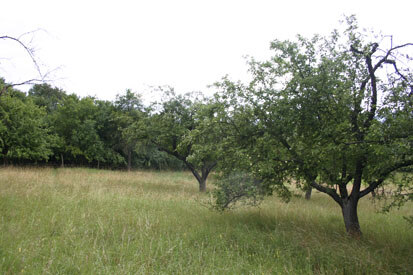 Streuobstwiese am Ziegenbusch (Foto: O. Harig, Archiv Naturschutz LfULG)