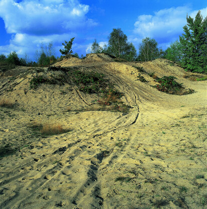 Offene Binnendüne (Foto: W. Böhnert, Archiv Naturschutz LfULG)