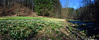 Märzenbecherwiesen im Polenztal (Foto: W. Riether, Archiv Naturschutz LfULG)