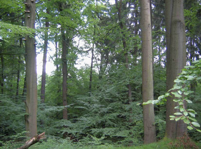 Strukturreicher Buchen-Altbestand unterhalb des Langen Flügels (Foto: Büchner & Scholz, Archiv Naturschutz LfULG)