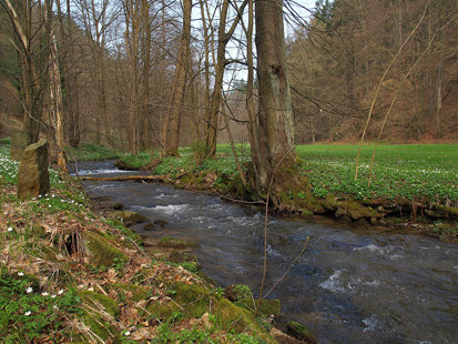 Schwarzbachtal (Foto: H. Riebe, Archiv Naturschutz LfULG)