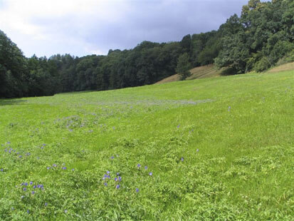 Zschonergrund mit Beständen von Wiesen-Storchschnabel (Foto: A. Grasselt, Archiv Naturschutz LfULG)