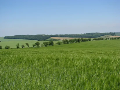FFH-Gebiet Großholz Schleinitz (Foto: T. Schindler, Archiv Naturschutz LfULG)