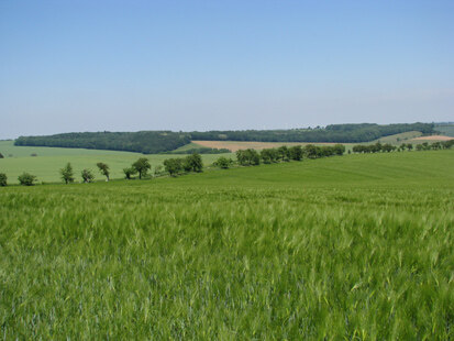 FFH-Gebiet Großholz Schleinitz (Foto: T. Schindler, Archiv Naturschutz LfULG)