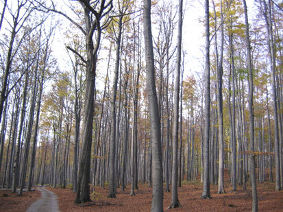 Buchenbestände am Landberg (Foto: Büchner & Scholz, Archiv Naturschutz LfULG)