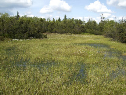 Regenerierbares Hochmoor (Foto: Planungsgemeinschaft Schliebe und Lederer, Archiv Naturschutz LfULG)