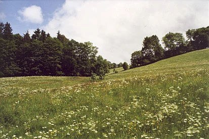 Bärwurzaspekt im Lebenraumtyp Bergmähwiesen (Foto: A. Langhof, Archiv Naturschutz LfULG)