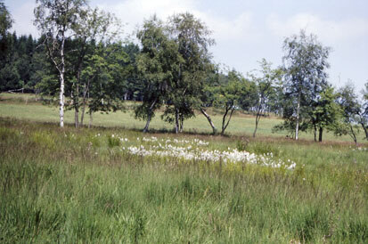 FFH-Gebiet Bergwiesen um Schellerhau und Altenberg (Foto: W. Buder, Archiv Naturschutz LfULG)