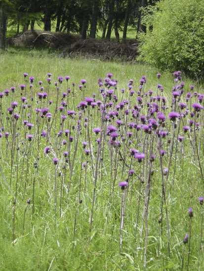 Rotschwingel-Bärwurz-Magerwiese mit Alantdistel auf der Mayenburgwiese (Foto: Plan T, Archiv Naturschutz LfULG)