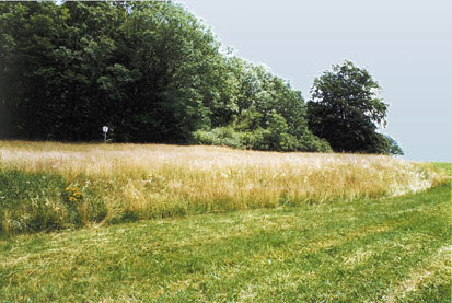 Luchberggebiet (Foto: W. Buder, Archiv Naturschutz LfULG)