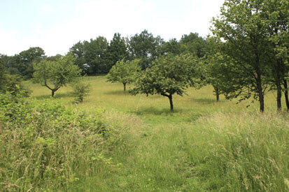 FFH-Gebiet Meuschaer Höhe (Foto: W. Buder, Archiv Naturschutz LfULG)