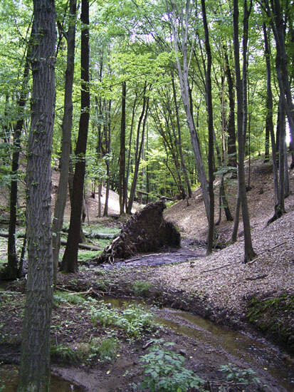 Dohmaer Wasser (Foto: S. Etzold, Archiv Naturschutz LfULG)