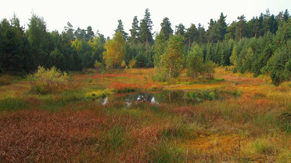 Moorteich (Foto: H. Riebe, Archiv Naturschutz LfULG)