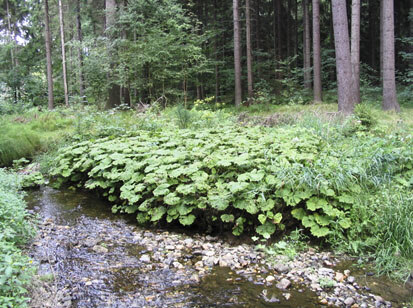 Feuchte Hochstaudenfluren mit Weißer Pestwurz am Pitzschbach (Foto: Planungsbüro Lukas, Archiv Naturschutz LfULG)