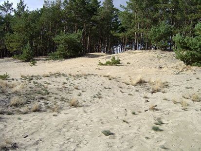 Lebensraumtyp Binnendünen mit offenen Grasflächen (Foto: F. Meyer, Archiv Naturschutz LfULG)