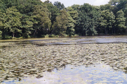 Der Dahlenberger Dorfteich, Lebensraum für den Biber (Foto: U. Kleinknecht, Archiv Naturschutz LfULG).