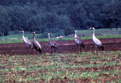 Kraniche in der Schwarzbachniederung (Foto: J. Stegner Archiv Naturschutz LfULG)