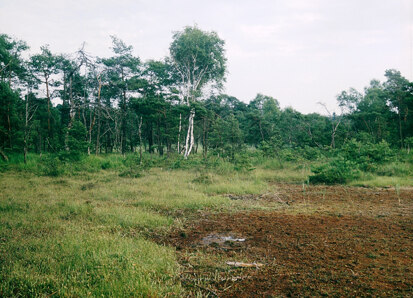 Moorrand im Flächennaturdenkmal Eichenpfuhl (Foto: D. Schulz, Archiv Naturschutz LfULG)