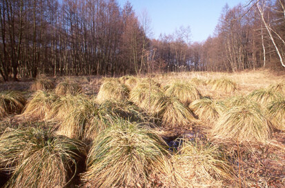 Großseggenwiese (Foto: P. Horntrich, Archiv Naturschutz LfULG)