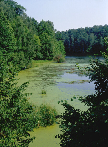 Teich am Wermsdorfer Wald (Foto: J. Hennersdorf, Archiv Naturschutz LfULG)