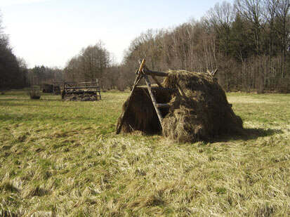 Zentraler Teil der Klosterwiese mit vorjährigem Mähgut auf Heureitern (Foto: F. Meyer, Archiv Naturschutz LfULG)