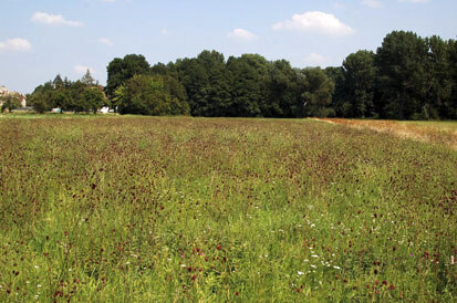 Habitatfläche des Dunklen Wiesenknopf-Ameisenbläulings in hervorragendem Erhaltungszustand (Foto: T. Süßmuth, Archiv Naturschutz LfULG)