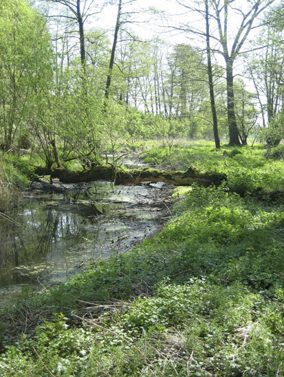 Leinegebiet (Foto: U. Kleinknecht, Archiv Naturschutz LfULG)