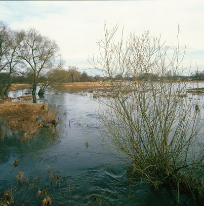 Teilweise überschwemmtes Grünland bei Hochwasser (Foto: W. Fiedler, Archiv Naturschutz LfULG)