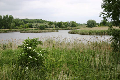 Verlandungszonen mit Schilf- und Rohrkolbenbeständen sind wichtige Bruthabitate. (Foto: F. Meyer, Archiv Naturschutz LfULG)