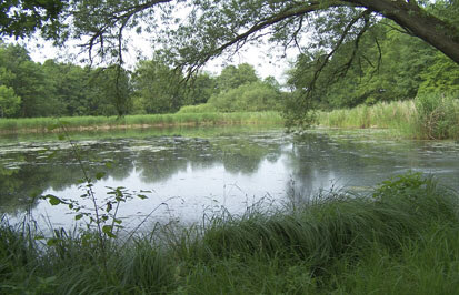 Nordteil der Haselbacher Teiche (Foto: Bioplan, Archiv Naturschutz LfULG) 