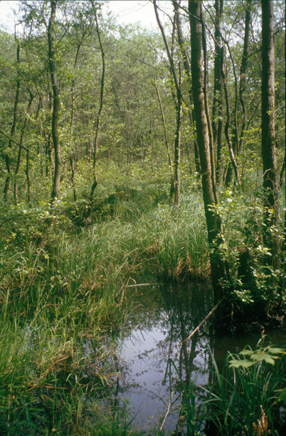 Erlenbruch mit Seggenfazies (Foto: S. Slobodda, Archiv Naturschutz LfULG)