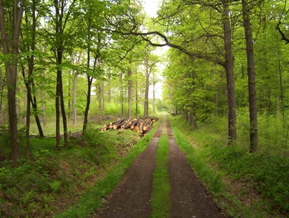 Forstweg durch den Lebensraumtyp Sternmieren-Hainbuchen-Stieleichenwald (Foto: NSI Freiberg, Archiv Naturschutz LfULG)
